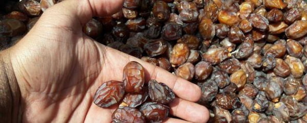 تصویر 5 از خرید ضایعات خرما تبریز + قیمت فروش استثنایی
